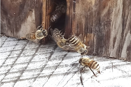 巣門を出入りする蜜蜂たち